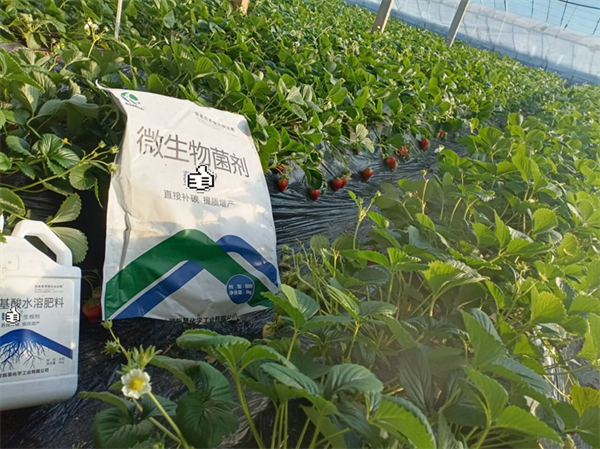 草莓種植——愛施蔓蔓葉水溶肥