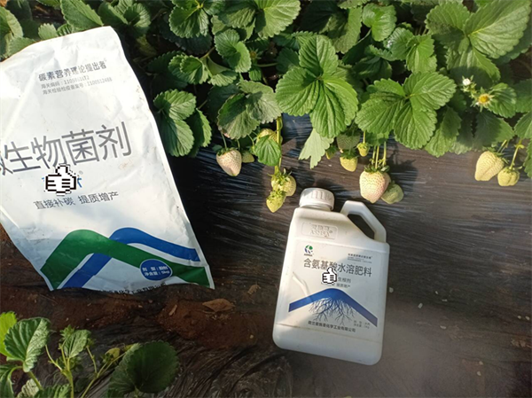 草莓種植——愛施蔓蔓葉水溶肥
