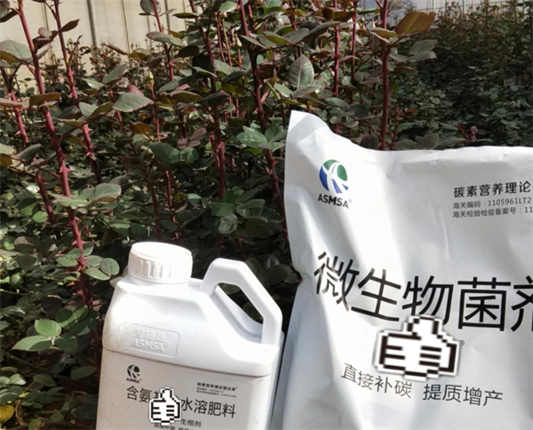 玫瑰花施肥-愛施蔓蔓葉水溶肥
