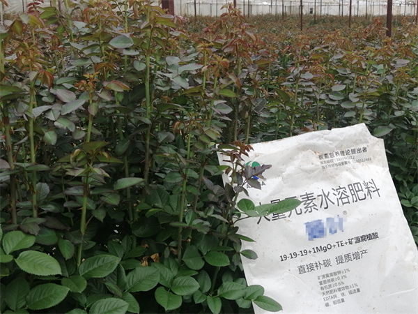 玫瑰花施肥-愛施蔓蔓葉大量元素水溶肥