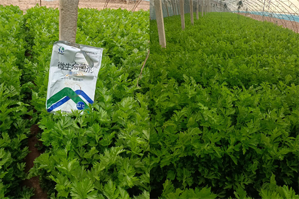 芹菜種植-愛施蔓蔓葉微生物菌劑