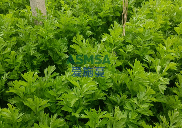 芹菜種植-愛施蔓蔓葉微生物菌劑