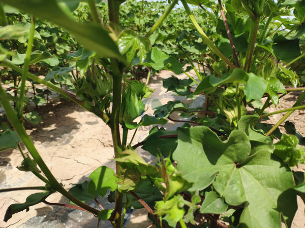 棉花-愛施蔓蔓葉水溶肥