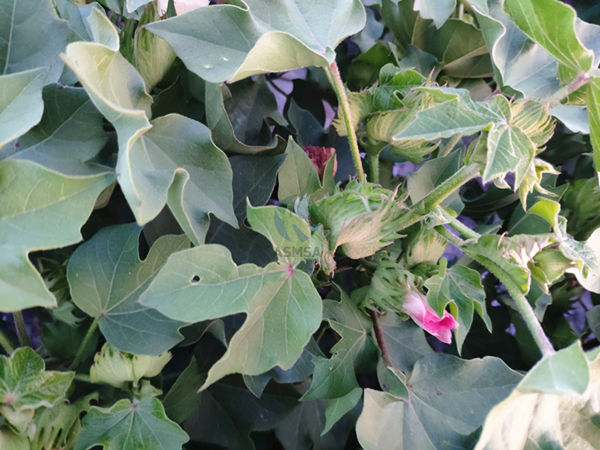 棉花-愛施蔓蔓葉水溶肥