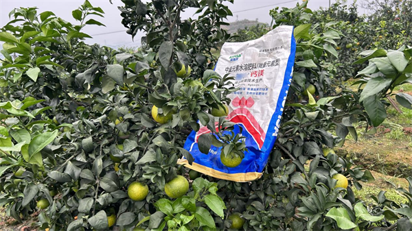 大量元素水溶肥用在柑橘上效果如何？