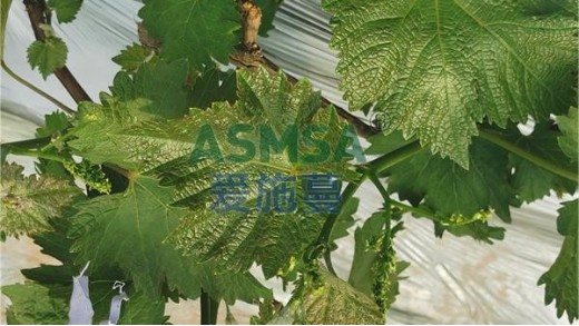 葡萄生根劑用什么好？怎么用？