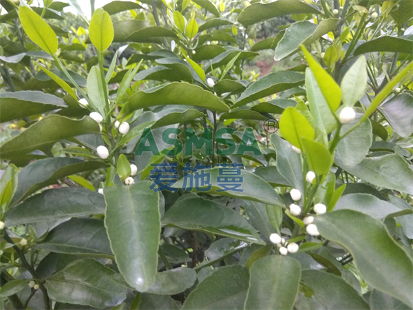 磷酸二氫鉀哪個牌子的質(zhì)量好？