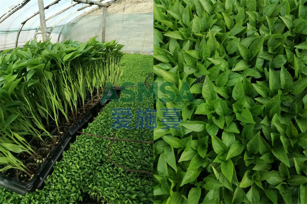 辣椒施肥-愛施蔓蔓葉水溶肥
