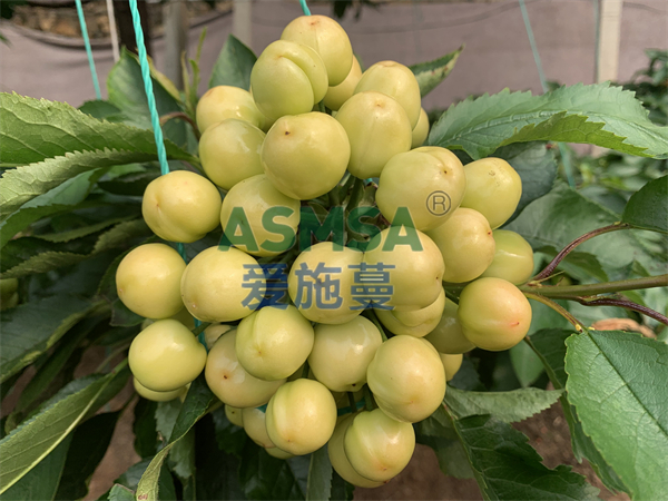 櫻桃施肥-愛施蔓蔓葉水溶肥