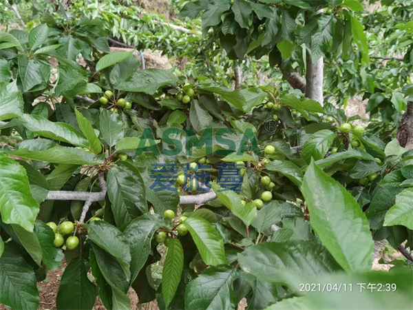 櫻桃施肥-愛施蔓蔓葉水溶肥