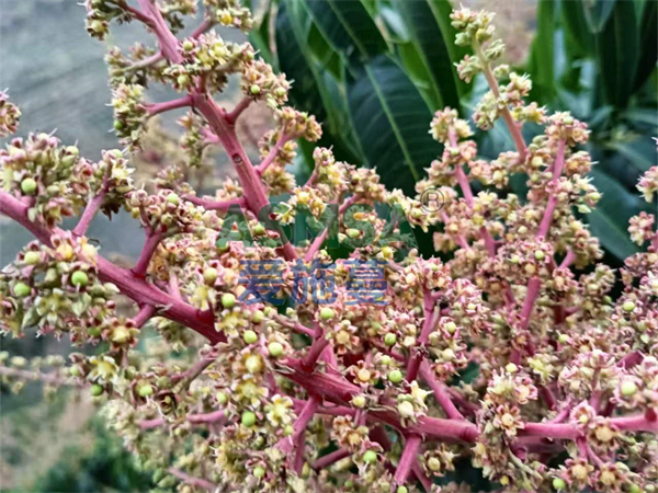 芒果施肥-愛(ài)施蔓蔓葉水溶肥