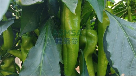 辣椒施肥技術(shù)與管理