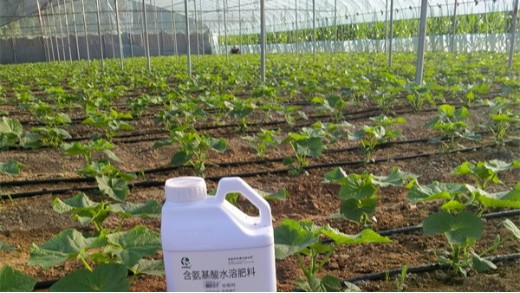 生根劑的作用：促進(jìn)植物生長(zhǎng)與增產(chǎn)的利器