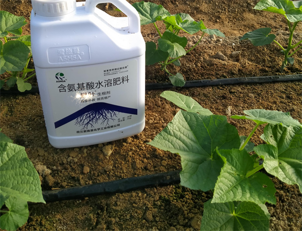 黃瓜施肥-愛(ài)施蔓蔓葉生根劑