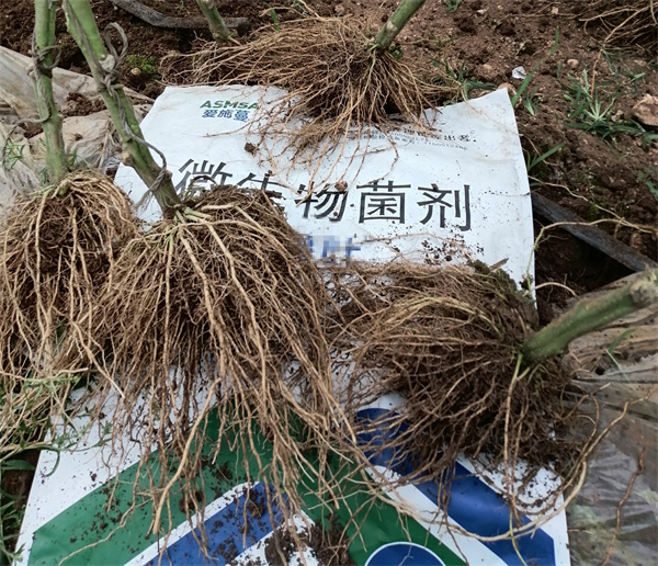 番茄施肥-愛施蔓蔓葉微生物菌劑