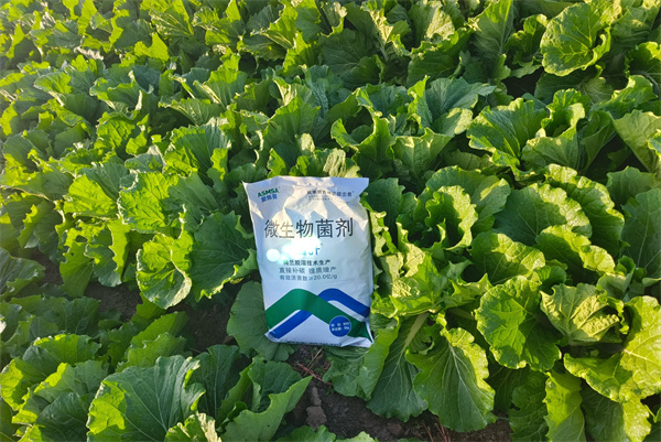 白菜施肥-愛(ài)施蔓蔓葉微生物菌劑