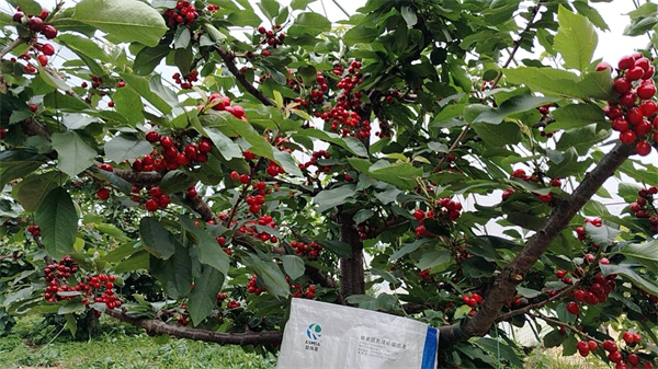 櫻桃施肥-愛施蔓蔓葉大量元素水溶肥