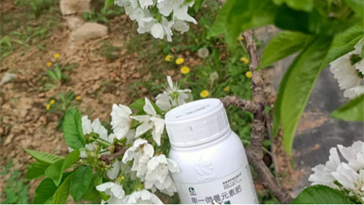 櫻桃什么時候施肥好
