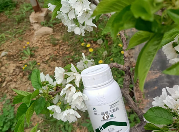 櫻桃施肥-愛施蔓蔓葉水溶肥