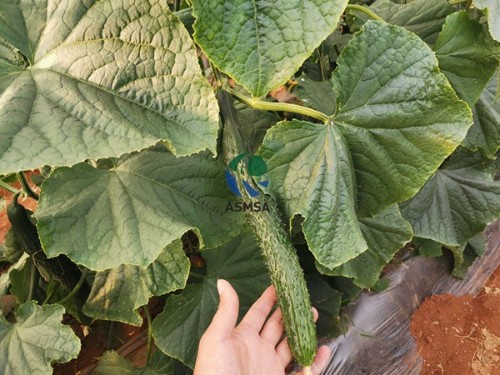 大量元素水溶肥怎樣正確使用？