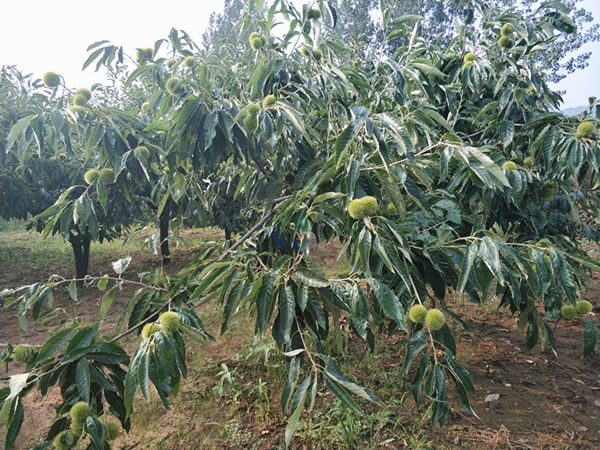 板栗使用愛(ài)施蔓蔓葉水溶肥