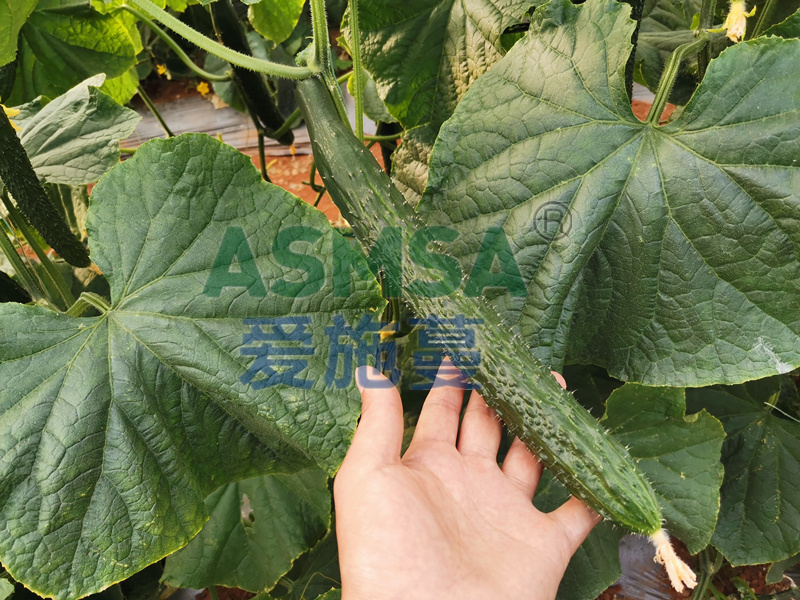 黃瓜施肥-愛施蔓蔓葉水溶肥