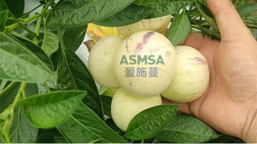 人參果使用什么水溶肥好？