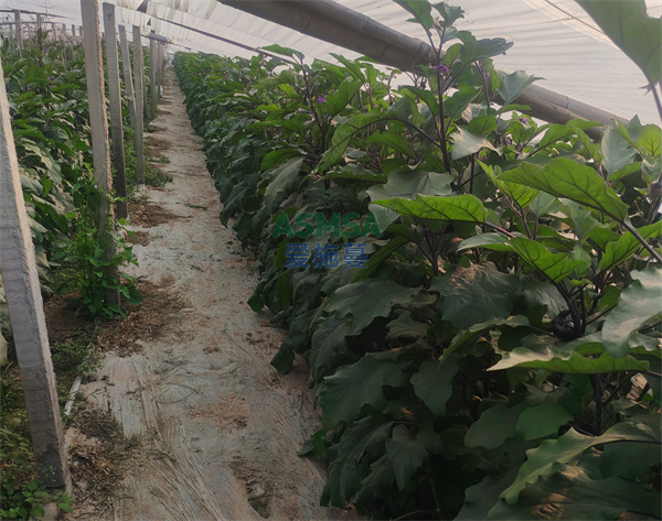 茄子施肥- 愛施蔓蔓葉水溶肥