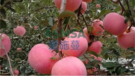 蘋果提高品質(zhì)用什么肥好