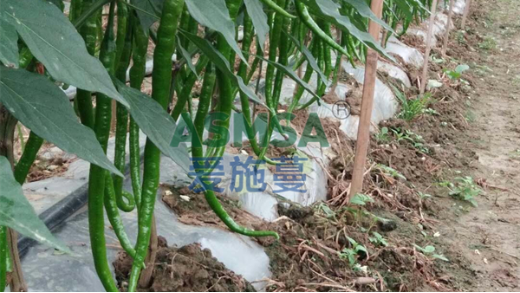 辣椒落花落果嚴(yán)重怎么辦