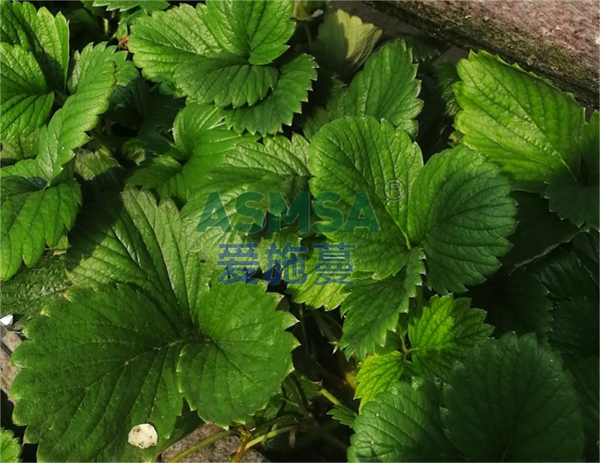 草莓施肥-愛施蔓蔓葉水溶肥
