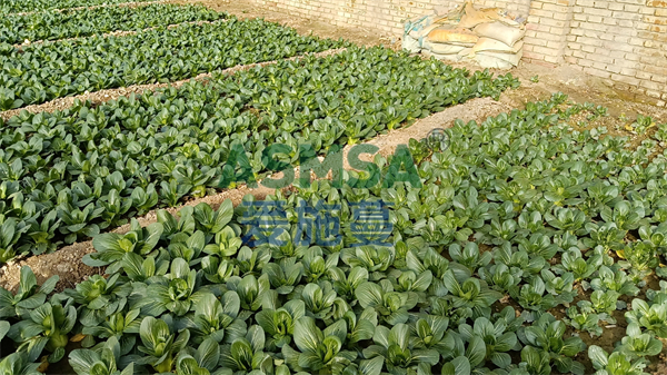 上海青施肥-愛(ài)施蔓蔓葉水溶肥