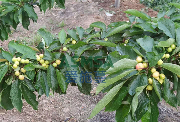 櫻桃施肥-愛施蔓蔓葉水溶肥