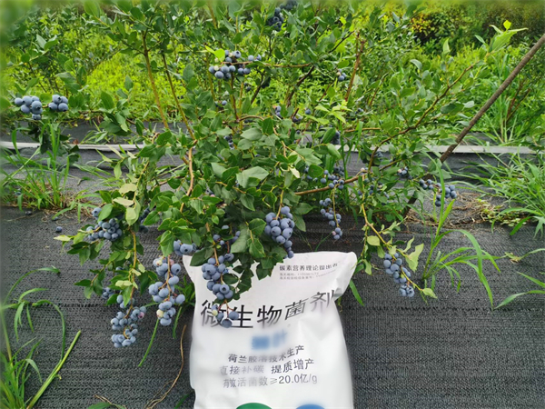 藍(lán)莓施肥-愛施蔓蔓葉微生物菌劑