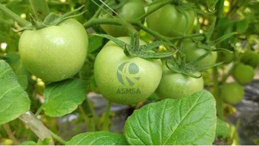 現(xiàn)在的微生物菌劑都具有哪些特點(diǎn)呢？