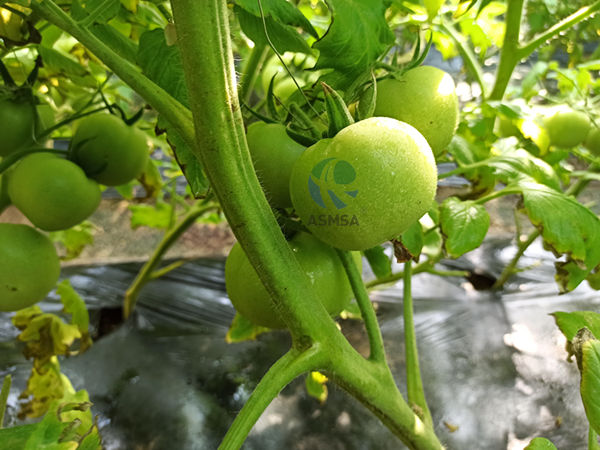 番茄-愛(ài)施蔓蔓葉水溶肥