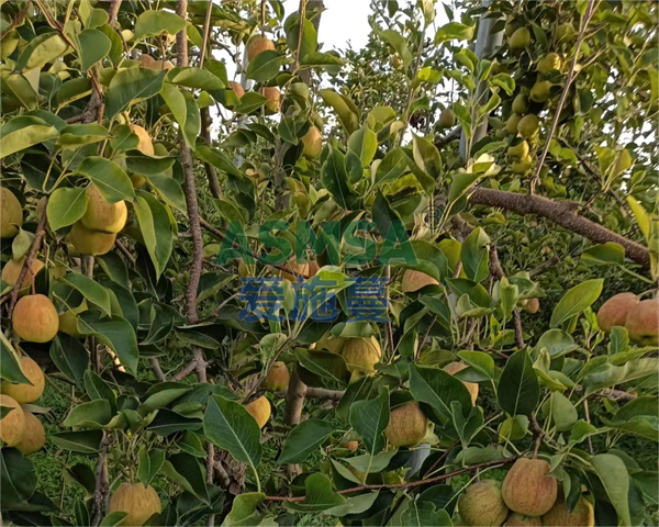 香梨施肥-愛施蔓蔓葉水溶肥