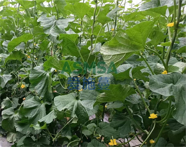 甜瓜施肥-愛(ài)施蔓蔓葉水溶肥