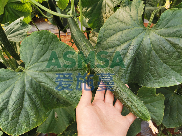 黃瓜施肥-愛施蔓蔓葉水溶肥