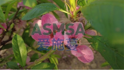 桃樹(shù)上什么肥料甜的很？