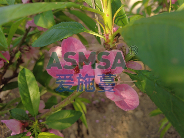 桃子施肥-愛施蔓蔓葉水溶肥