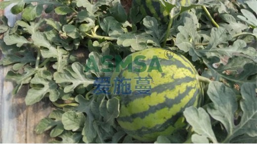 水溶肥為什么可以替代化肥？