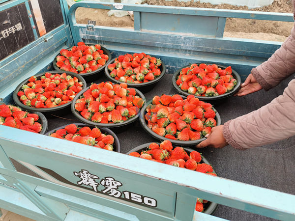 草莓使用愛(ài)施蔓蔓葉水溶肥1