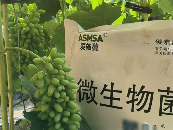 葡萄施肥-愛施蔓蔓葉微生物菌劑