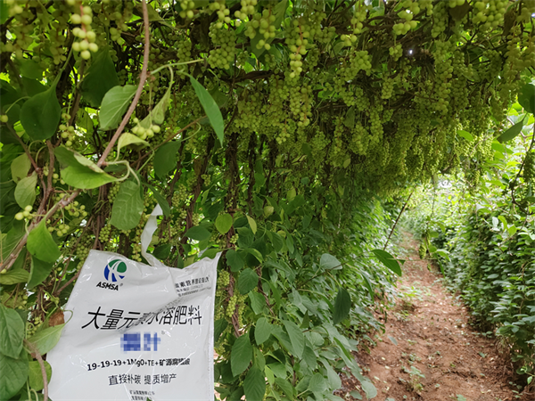五味子施肥-愛施蔓蔓葉水溶肥
