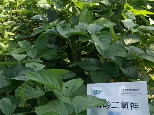 大豆施肥-愛施蔓蔓葉磷酸二氫鉀