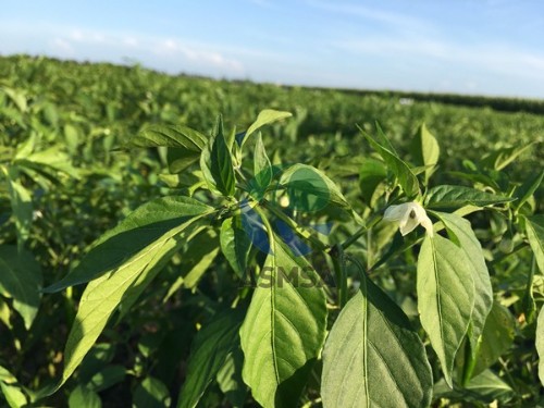 大量元素水溶肥好嗎？改變生活的決定