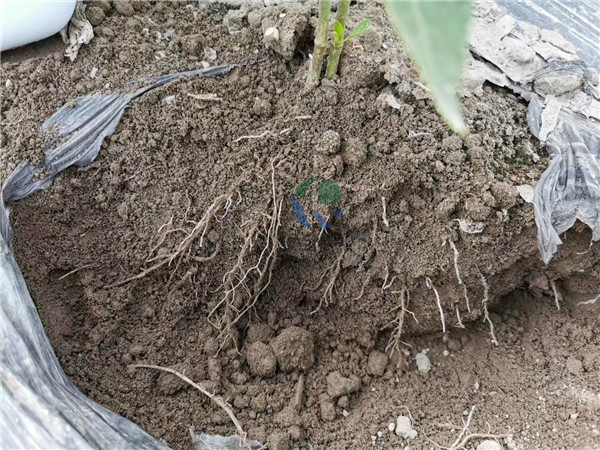 微生物菌劑選擇哪家好