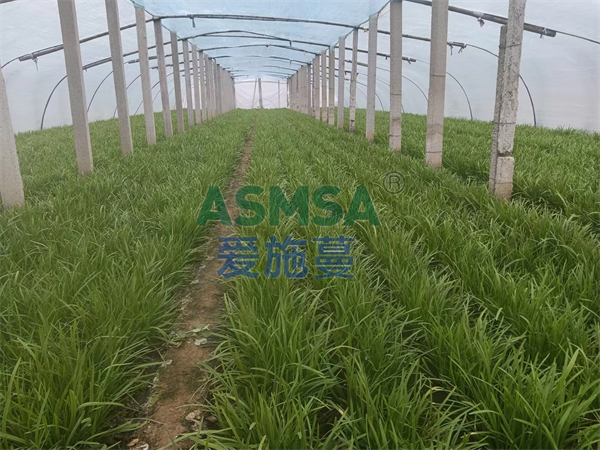 韭菜施肥-愛施蔓蔓葉水溶肥