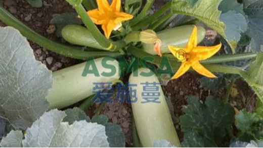 水溶肥怎么選擇？看它作用